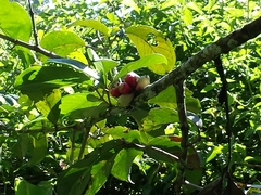 Syzygium malaccense