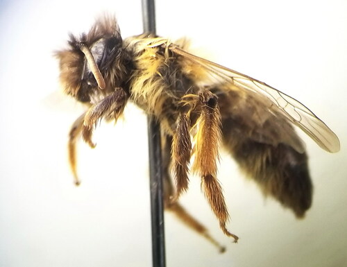 Andrena villipes