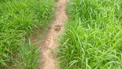 Rhinella diptycha