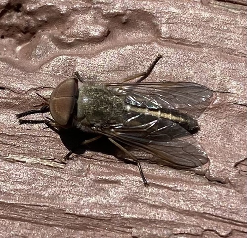 Striped Horse Fly photo 4
