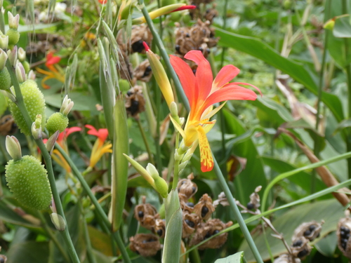 Canna indica image