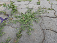 Lepidium didymum image