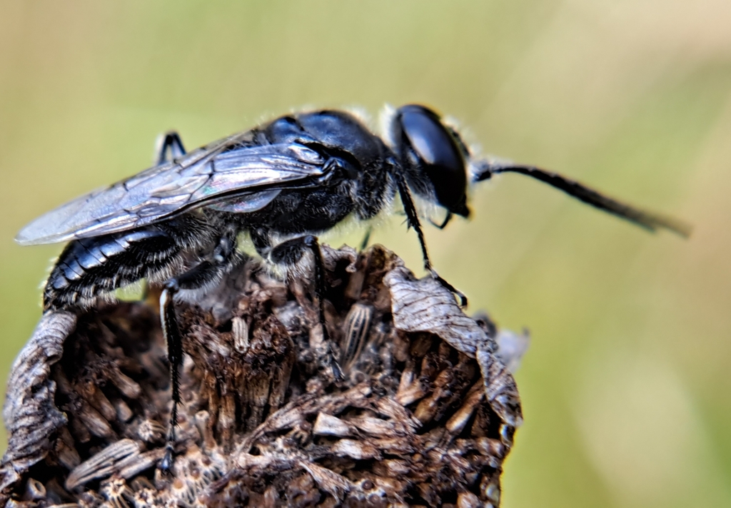 Astata unicolor