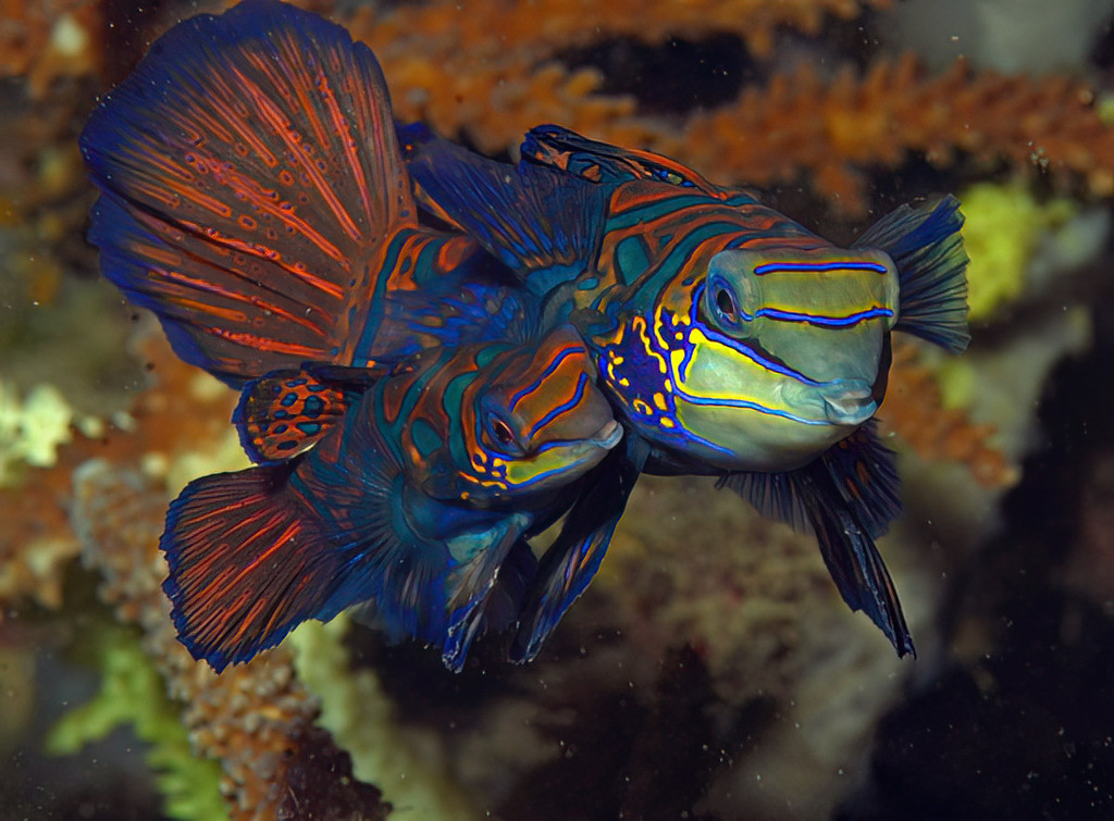 Mandarinfish from Lembeh Strait, Indonesia on January 1, 2014 by uwkwaj ...