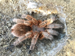 Grammostola rosea
