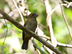 Loxipasser anoxanthus