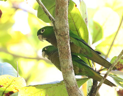 Eupsittula nana nana