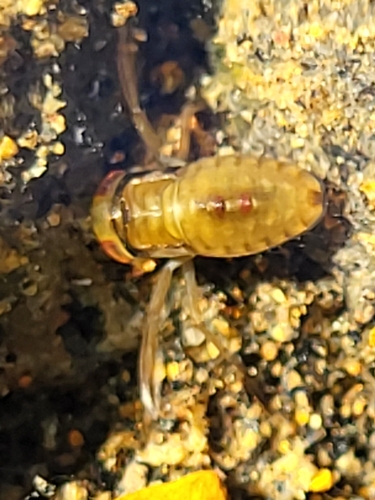 kliešťovkovité (Corixidae)