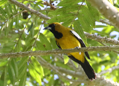 Icterus leucopteryx