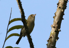 Vireo modestus