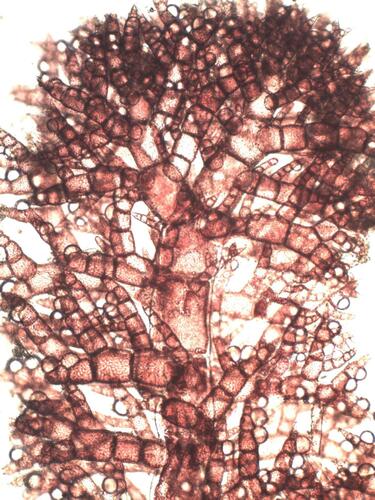 Representative image of Pterothamnion crispum