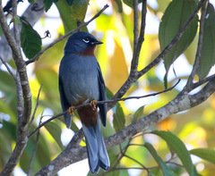Rufous-Throated Solitaire photo 3
