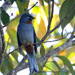 Rufous-throated Solitaire - Photo (c) guyincognito, some rights reserved (CC BY-NC), uploaded by guyincognito