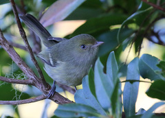 Vireo modestus