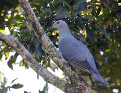 Patagioenas caribaea