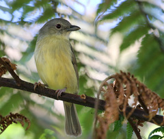 Vireo osburni