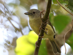 Vireo osburni