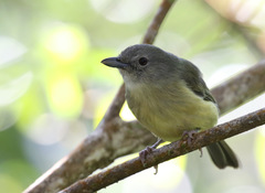 Vireo osburni