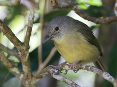 Vireo osburni