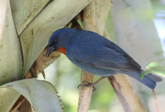 Euneornis campestris