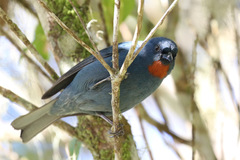 Euneornis campestris