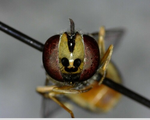 iNaturalist observation photo of Syrphini
