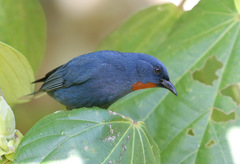 Euneornis campestris