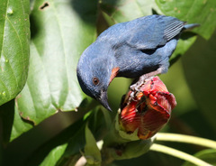 Euneornis campestris