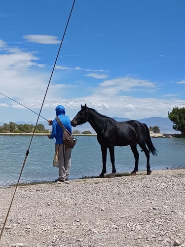 Domestic Horse photographed in Nevada