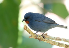 Euneornis campestris