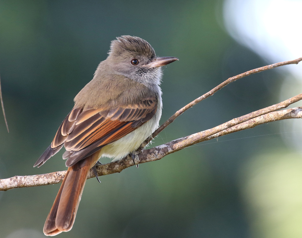 Rufous-tailed Flycatcher photo