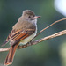 Rufous-tailed Flycatcher - Photo (c) guyincognito, some rights reserved (CC BY-NC), uploaded by guyincognito