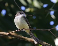 Myiopagis cotta