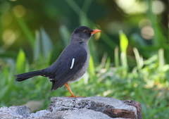Turdus aurantius