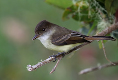 Myiarchus barbirostris