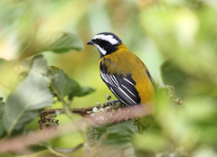 Spindalis nigricephala