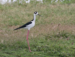 Himantopus mexicanus
