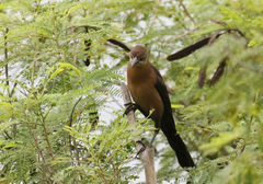 Quiscalus mexicanus