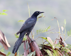 Quiscalus mexicanus