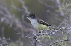 Myiarchus stolidus
