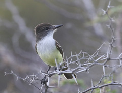 Myiarchus stolidus