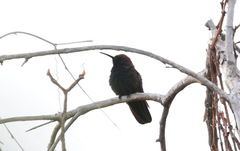 Anthracothorax mango