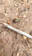 Calosoma alternans