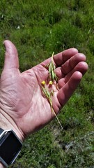 Ranunculus arvensis