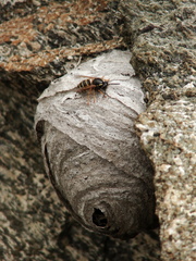 Dolichovespula norwegica