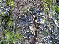Peltigera degenii
