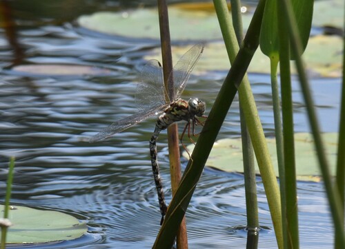 Mottled Darner photo 4
