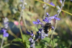 Xylocopa tabaniformis parkinsoniae
