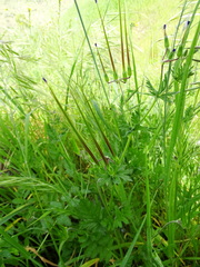 Erodium brachycarpum