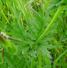 Erodium brachycarpum